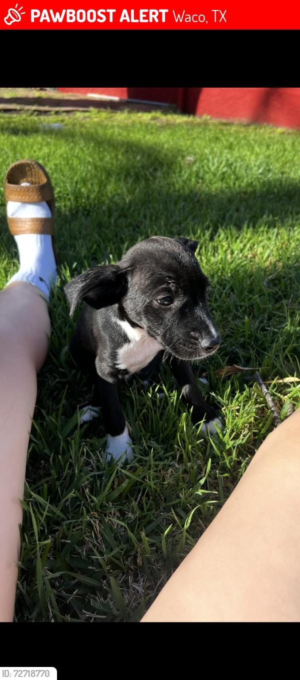 Lost Male Dog last seen bosque ave, Waco, TX 76707