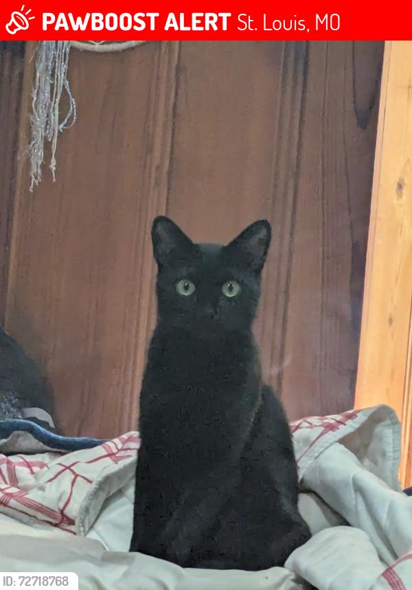 Lost Female Cat last seen Watson Rd. , St. Louis, MO 63109