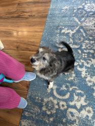 Found/Stray Unknown Dog last seen Dry Creek in the laurels, Johnson City, TN 37614
