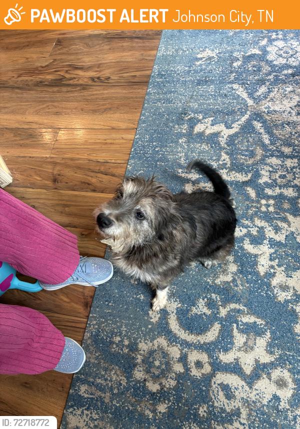 Found/Stray Unknown Dog last seen Dry Creek in the laurels, Johnson City, TN 37614