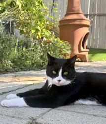 Lost Male Cat last seen Nutmeg st, Murrieta, CA 92562