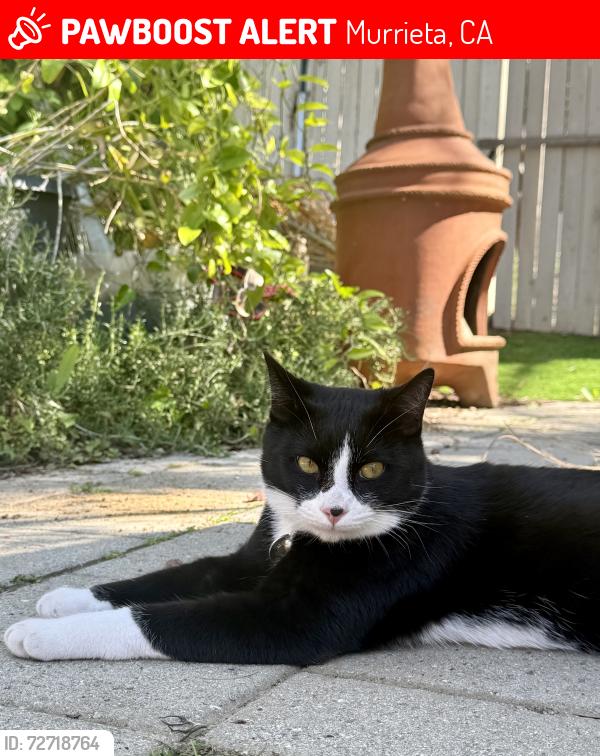 Lost Male Cat last seen Nutmeg st, Murrieta, CA 92562