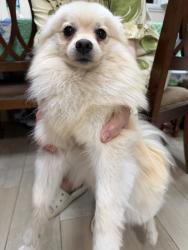 Found/Stray Male Dog last seen Near Merced AveBaldwin Park, CA  91706United States, Baldwin Park, CA 91706
