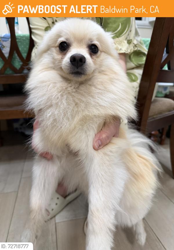Found/Stray Male Dog last seen Near Merced AveBaldwin Park, CA  91706United States, Baldwin Park, CA 91706