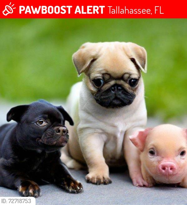 Lost Female Dog last seen Near Columbia court Tallahassee, Florida , Tallahassee, FL 32304
