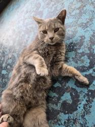 Shelter Stray Female Cat last seen Cottage Grove, WI 53527, Madison, WI 53718