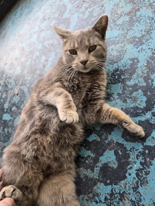 Shelter Stray Female Cat last seen Cottage Grove, WI 53527, Madison, WI 53718