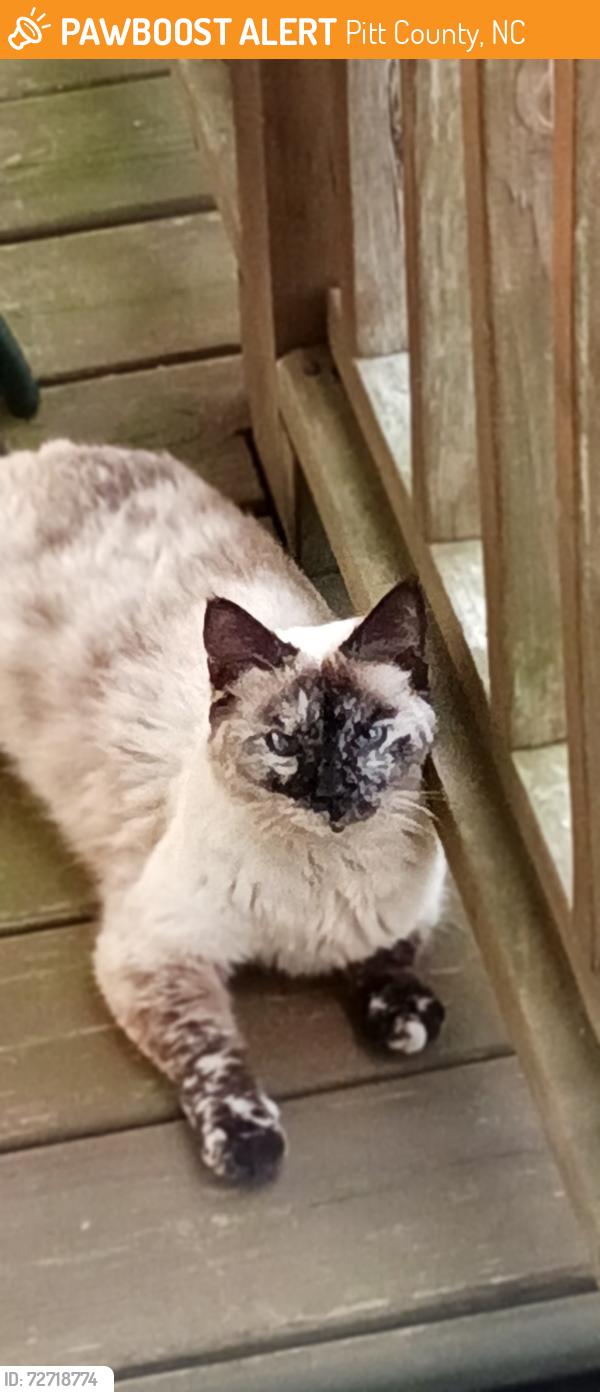 Found/Stray Unknown Cat last seen Tucker Road, Pitt County, NC 27837