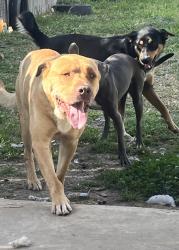Lost Male Dog last seen Magnolia, Beaumont, TX 77703
