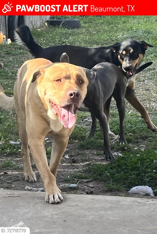 Lost Male Dog last seen Magnolia, Beaumont, TX 77703
