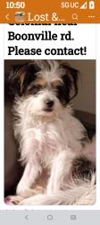 Lost Male Dog last seen Bonneville and east colonial dr, Alafaya, FL 32826