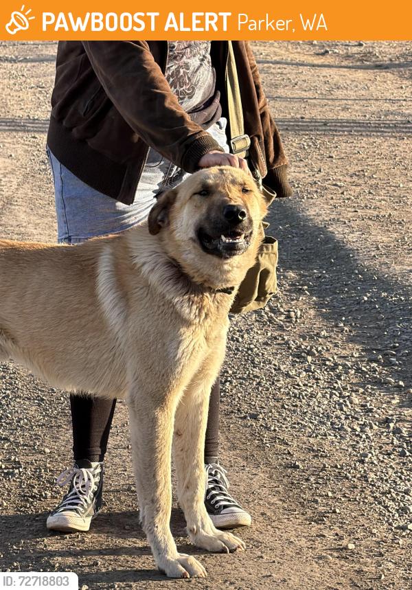 Found/Stray Male Dog last seen Yamkia st, Parker, Wa., Parker, WA 98939