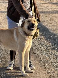 Found/Stray Male Dog last seen Yamkia st, Parker, Wa., Parker, WA 98939
