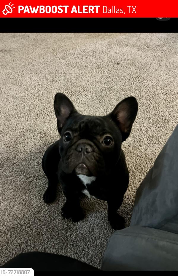 Lost Female Dog last seen Buckingham and audelia , Dallas, TX 75243