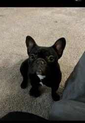 Lost Female Dog last seen Buckingham and audelia , Dallas, TX 75243
