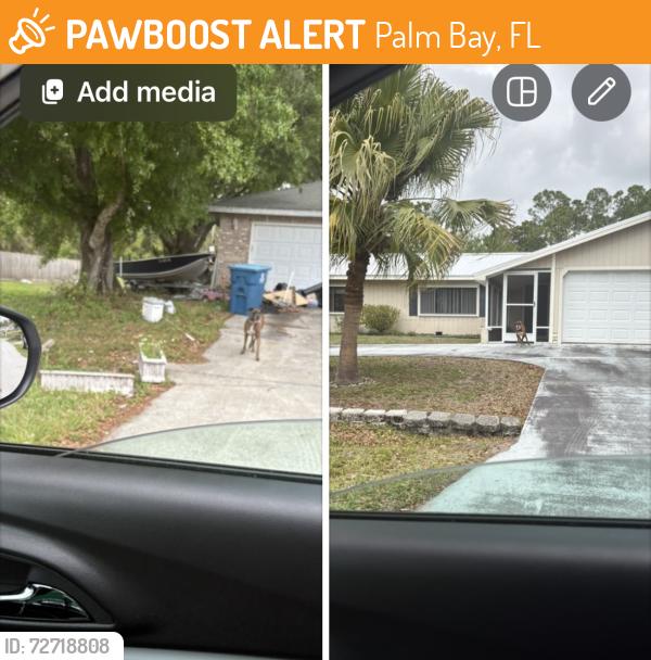 Found/Stray Unknown Dog last seen Corner island ave and Albion , Palm Bay, FL 32907