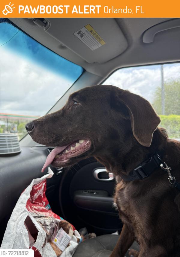 Found/Stray Female Dog last seen Wetherbee rd and Boggy Creek, Orlando, FL 32824