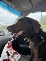 Found/Stray Female Dog last seen Wetherbee rd and Boggy Creek, Orlando, FL 32824