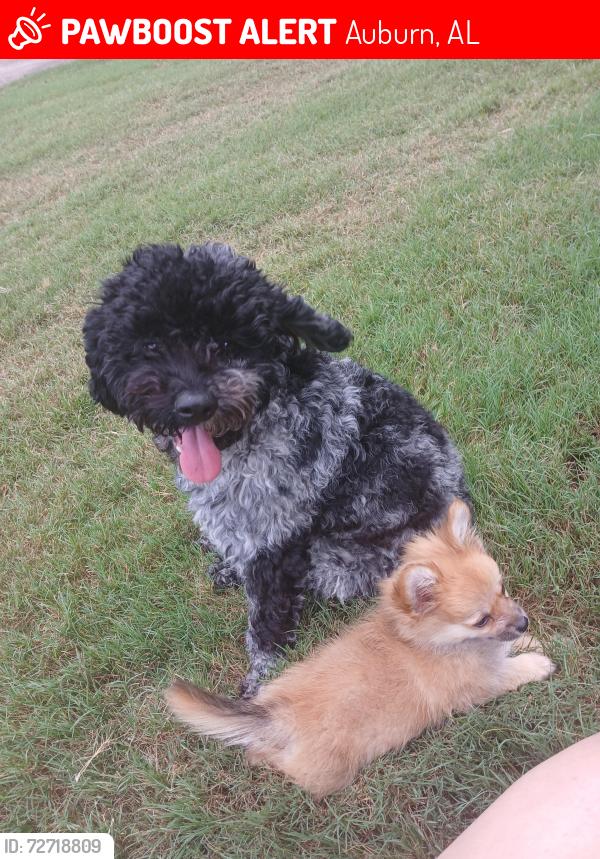 Lost Male Dog last seen Sara st veteran, Auburn, AL 36832