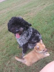 Lost Male Dog last seen Sara st veteran, Auburn, AL 36832