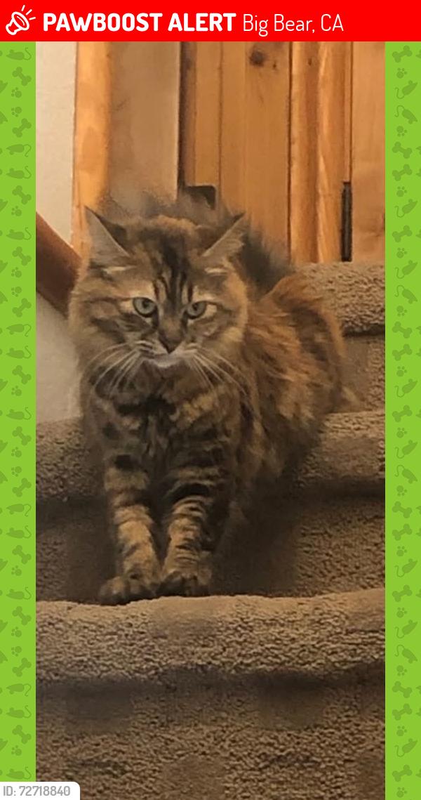 Lost Female Cat last seen the rank bark park, Big Bear, CA 92314
