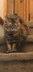 Lost Female Cat last seen the rank bark park, Big Bear, CA 92314