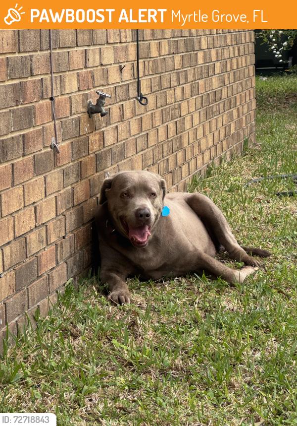 Found/Stray Male Dog last seen Lillian Hwy & Fairfield, Myrtle Grove, FL 32506