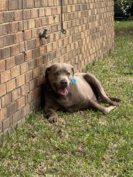 Found/Stray Male Dog last seen Lillian Hwy & Fairfield, Myrtle Grove, FL 32506