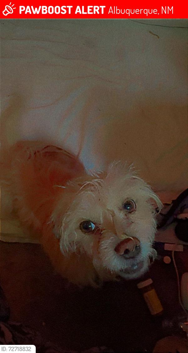Lost Male Dog last seen Unser & Arenal by Walgreens, Albuquerque, NM 87121