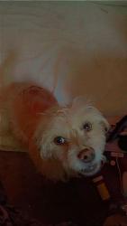 Lost Male Dog last seen Unser & Arenal by Walgreens, Albuquerque, NM 87121