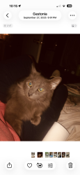 Lost Female Cat last seen Omega dr and jeran lane, Gastonia, NC 28052