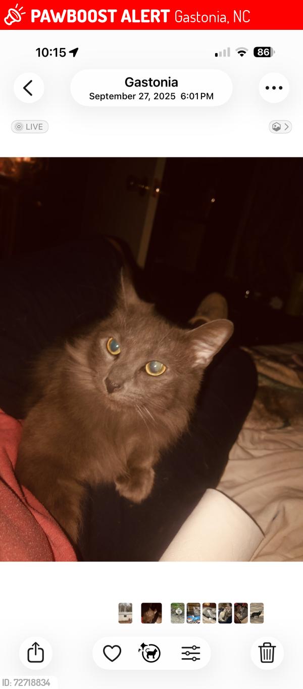 Lost Female Cat last seen Omega dr and jeran lane, Gastonia, NC 28052