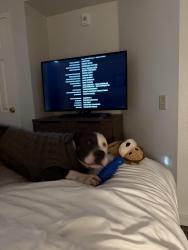 Lost Male Dog last seen 26th and Folsom St., San Francisco, San Francisco, CA 94105