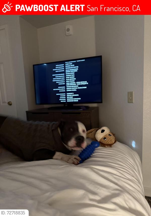 Lost Male Dog last seen 26th and Folsom St., San Francisco, San Francisco, CA 94105