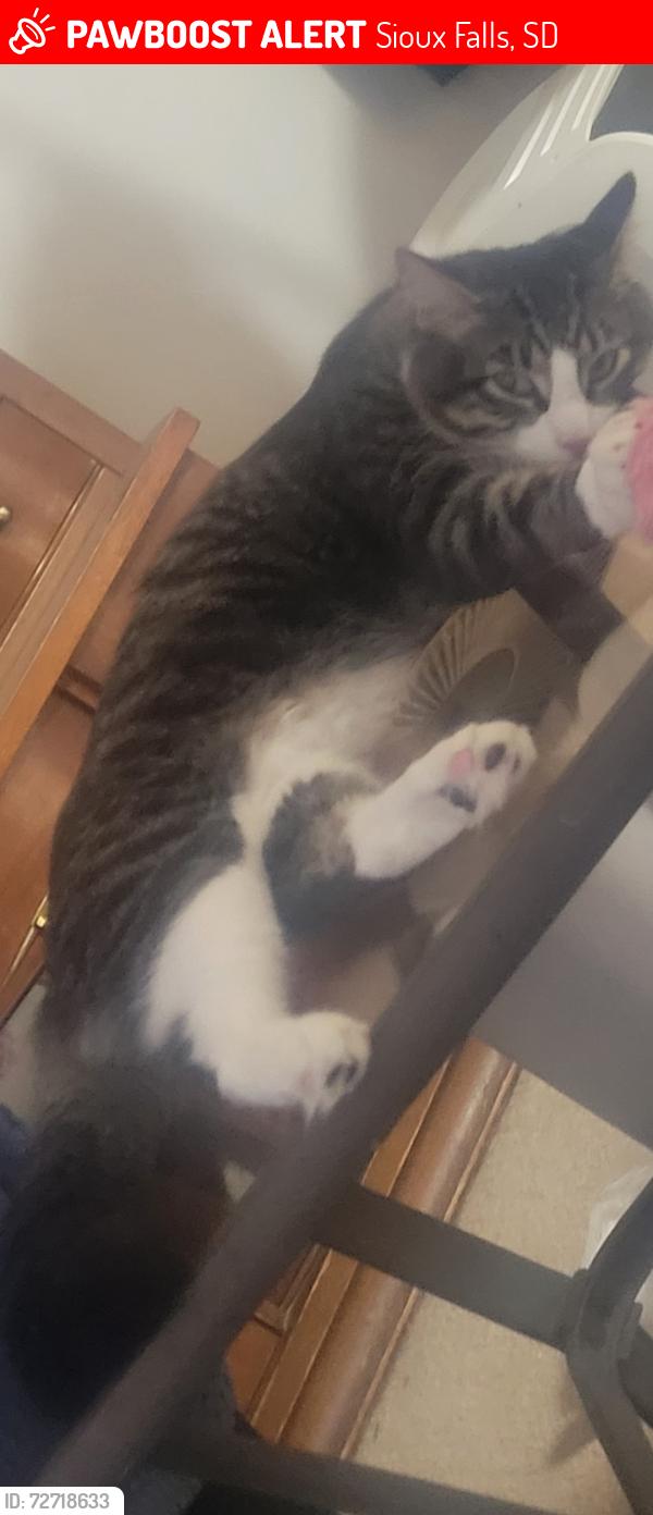 Lost Male Cat last seen 41st Street, Sioux Falls, SD 57110