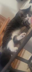 Lost Male Cat last seen 41st Street, Sioux Falls, SD 57110