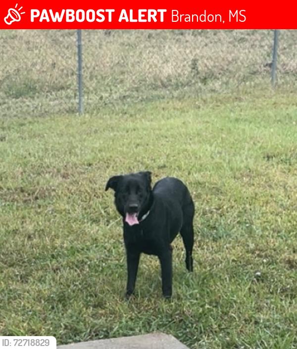 Lost Female Dog last seen Lake harbor Trade Store , Brandon, MS 39047