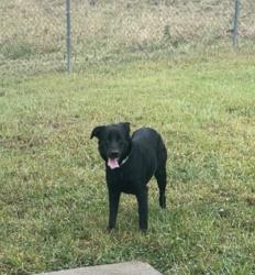 Lost Female Dog last seen Lake harbor Trade Store , Brandon, MS 39047