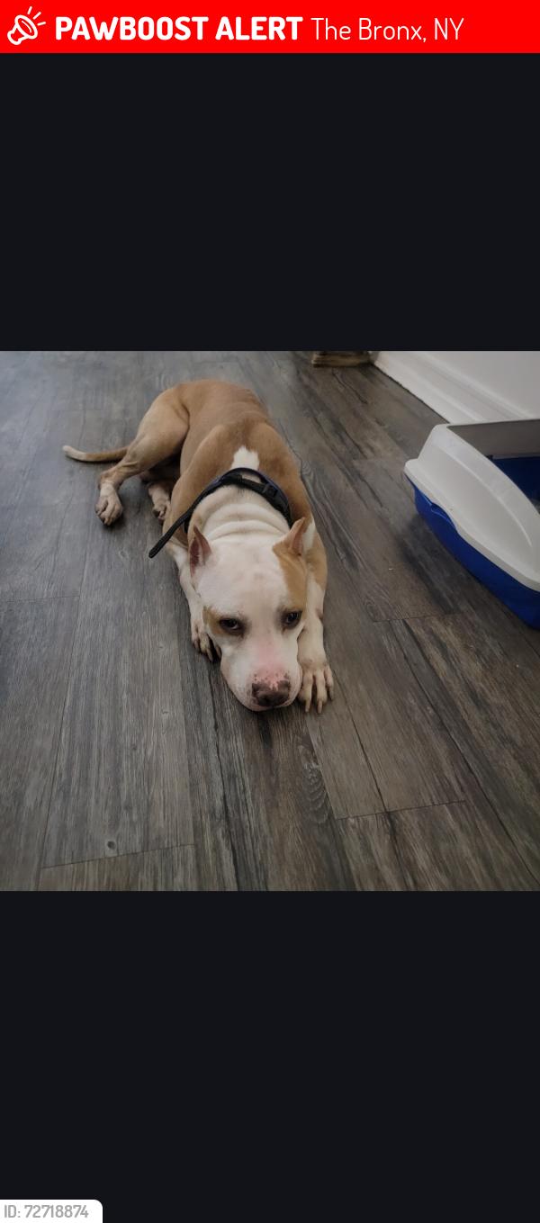 Lost Male Dog last seen Near W Kingsbridge Rd, Bronx, NY 10468, The Bronx, NY 10468