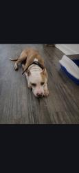 Lost Male Dog last seen Near W Kingsbridge Rd, Bronx, NY 10468, The Bronx, NY 10468