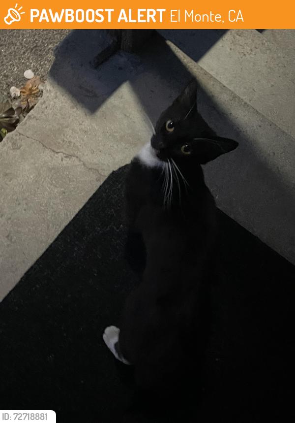 Found/Stray Female Cat last seen Burkette and klingerman , El Monte, CA 91732