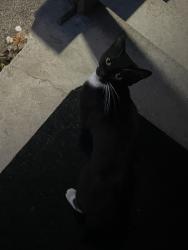 Found/Stray Female Cat last seen Burkette and klingerman , El Monte, CA 91732