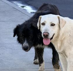 Found/Stray Male Dog last seen  Depot , Bakersfield, CA 93306