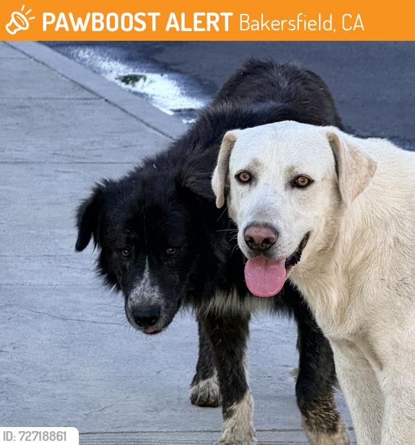 Found/Stray Male Dog last seen  Depot , Bakersfield, CA 93306