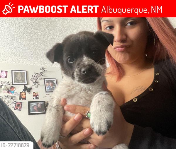 Lost Male Dog last seen Edith and alameda , Albuquerque, NM 87113