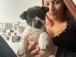 Lost Male Dog last seen Edith and alameda , Albuquerque, NM 87113