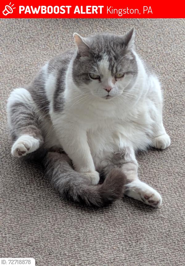 Lost Male Cat last seen East Vaughn street Kingston , Kingston, PA 18704