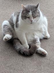 Lost Male Cat last seen East Vaughn street Kingston , Kingston, PA 18704