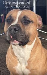 Lost Male Dog last seen Colfax/ Espanda, Aurora, CO 80011