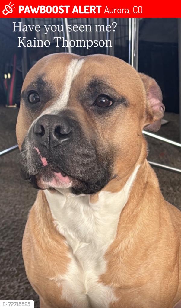 Lost Male Dog last seen Colfax/ Espanda, Aurora, CO 80011